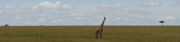 Longhaul holidays from Escape Worldwide - On Safari on the Masai Mara, Kenya