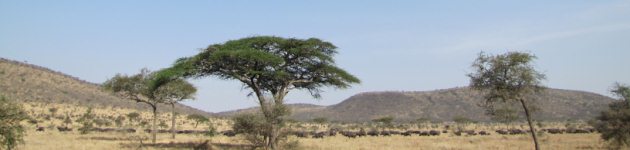 Longhaul holidays from Escape Worldwide - the Wildebeest migration, Tanzania