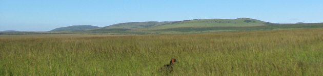 The open plains of the Masai Mara