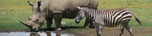 Rhino and Zebra at Lake Nakuru