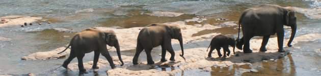 Elephants in the river at the Pinnawela Elephant Orphanage, near Kandy