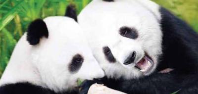 Giant Pandas at Chengdu