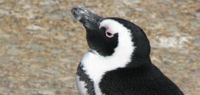 Penguins at Boulders Bay near Cape Town