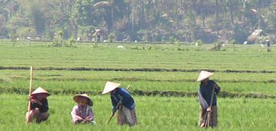 Rice fields on Lombok, Indonesia