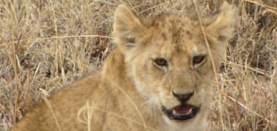 Lion cub on the Serengeti