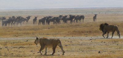 On the Serengeti, Tanzania