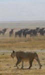 On Safari on the Serengeti, Tanzania