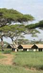 Serengeti Medium Camp