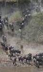 Wildebeest cross the Mara River