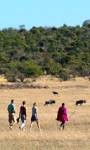 Walking safaris at the Mara Porini Camp