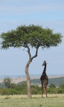 On safari in Tanzania