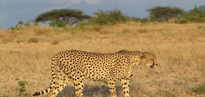 Cheetah on the Serengeti, Tanzania