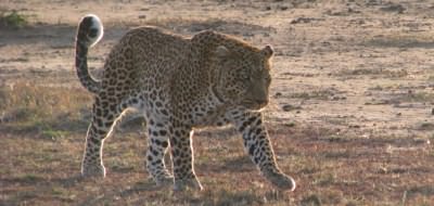 On safari - an elusive leopard