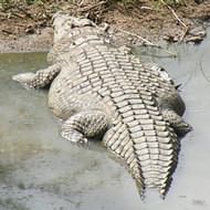 See crocodile in the wild - then eat it for dinner!