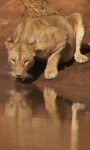 Lion at a watering hole