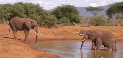 On safari in Kenya