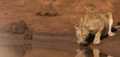 Lion at a watering hole