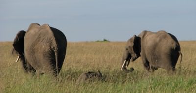 On safari in Kenya