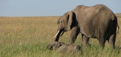 Elephants in Kenya