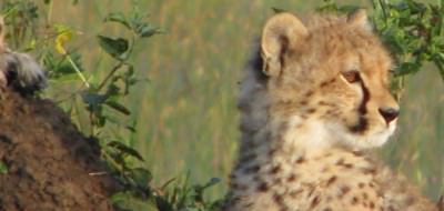 Cheetah cub