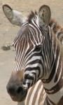 Zebra on the Serengeti