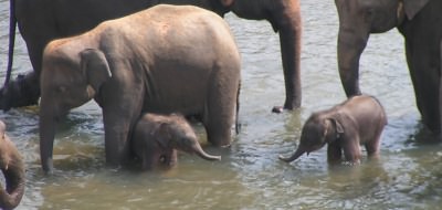 Elephants at the Pinnawela Elephant Orphanage, Sri Lanka