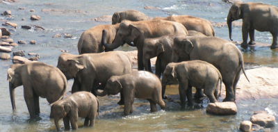 Pinnawela Elephant Orphanage, Sri Lanka