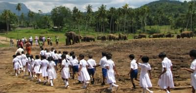 Pinnawella elephant orphanage