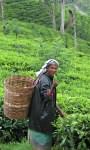 Tea plantations in Sri Lanka