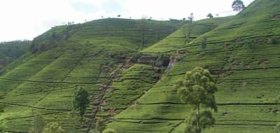 Tea plantations at Nuwara Eliya, Sri Lanka