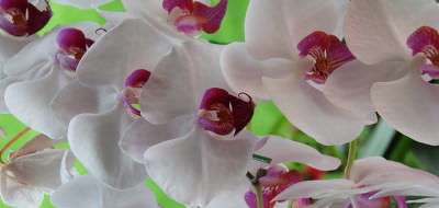 Orchids at the Bhubing Palace, Chiang Mai