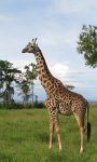 A warm welcome at Governors Main Camp Masai Mara Kenya