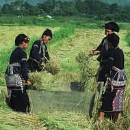 Holidays to Hanoi and Vietnam - Harvesting in northern Vietnam