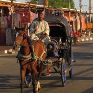 Holidays to Aswan - local transport at Edfu