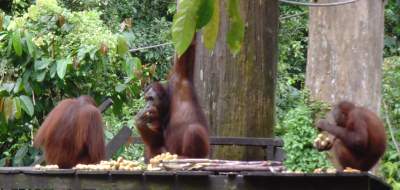 View our Borneo Photo Gallery