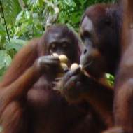 Holidays to Borneo - Orang Utans at Sepilok Orang Utan Rehabilitation centre, Borneo