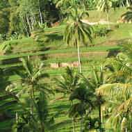 Multi centre holidays to Thailand and beyond - Bali - rice fields