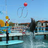 Dolphin show, Guardalavaca