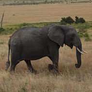 Elephant on the Serengeti