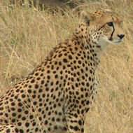 Cheetah on the Serengeti