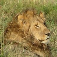 Safari holidays to Tanzania