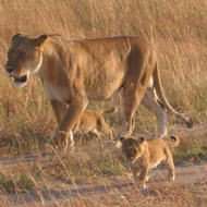 Lion with cubs