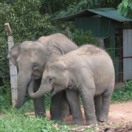 Pinnawella elephants