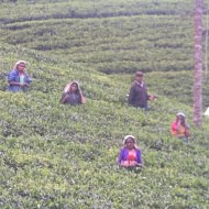 Tea Plantations