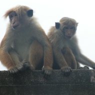 Holidays to Sri Lanka - Monkeys