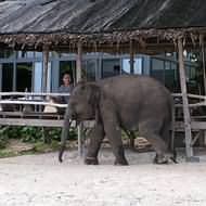 Holidays to Koh Samui - You never know who you'll bump in to at Chaweng beach!