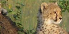 Safari holiday in Kenya - 3 night Baby Cheetah safari