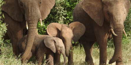 Safari holidays in Kenya