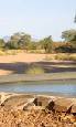 Holiday to the Jongomero Camp, Ruaha Tanzania