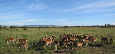 Safari holidays to Kenya - 5 night Samburu & the Mara flying safari